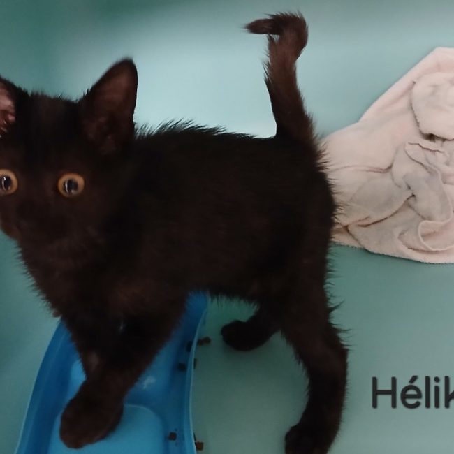 Helika - Chat Européen à adopter