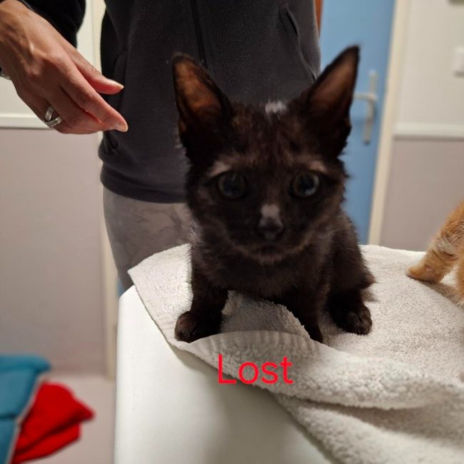 Lost - Chat Européen à adopter