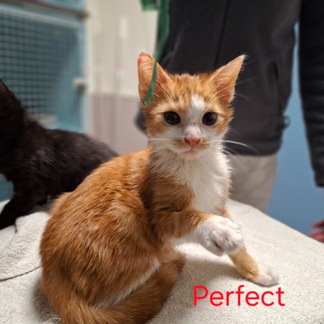 Perfect - Chat Européen à adopter
