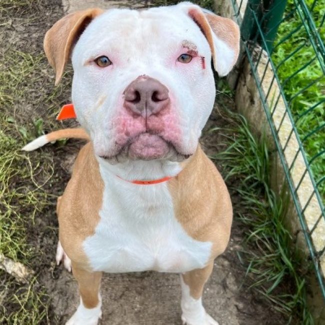 Barry - Chien Bouledogue Américain à adopter