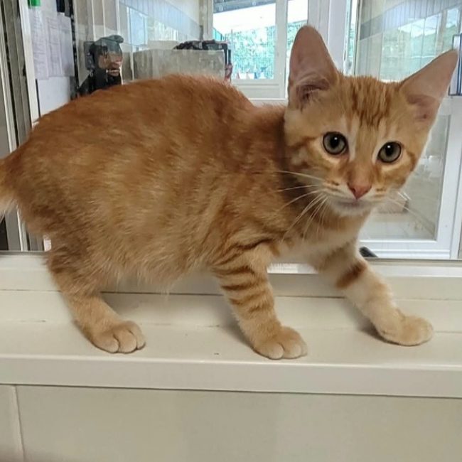 Krumpir - Chat Européen à adopter