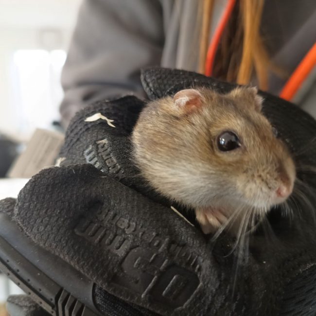 Hamsterator - Rongeur Hamster à adopter