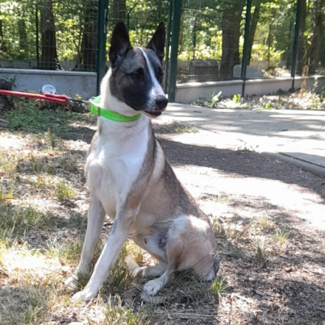 Pronto - Chien à adopter