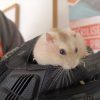Hamsterminator