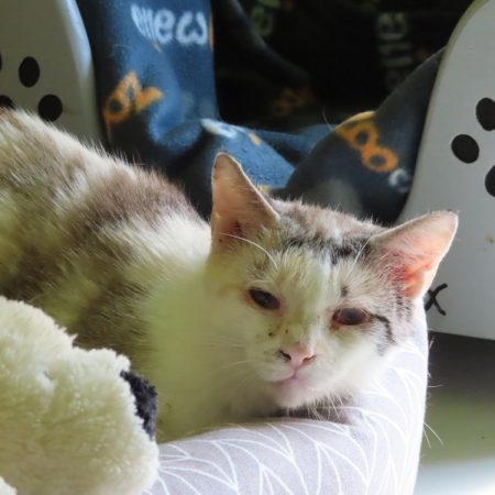 Chicoree - Chat Européen à adopter