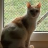 Praline