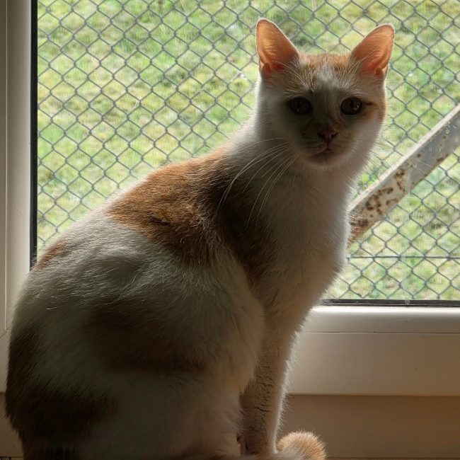 Praline