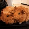 Cookie en duo avec brownie