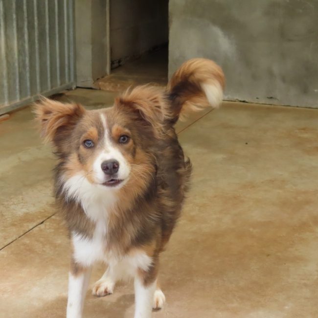 Mako - Chien Border Collie à adopter
