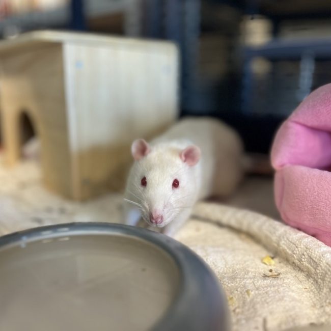 Einstein - Rongeur Rat à adopter