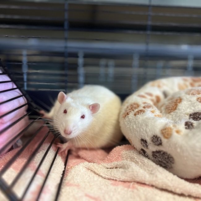 Pasteur - Rongeur Rat à adopter