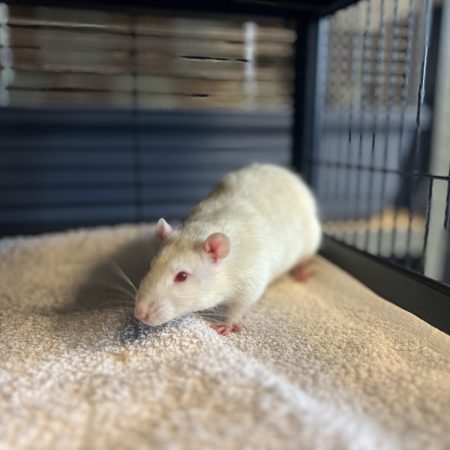 Darwin - Rongeur Rat à adopter
