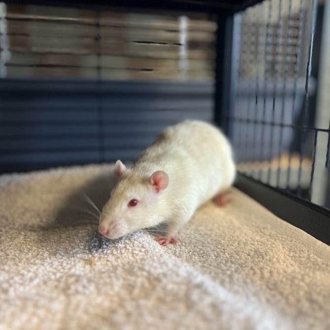 Darwin - Rongeur Rat à adopter
