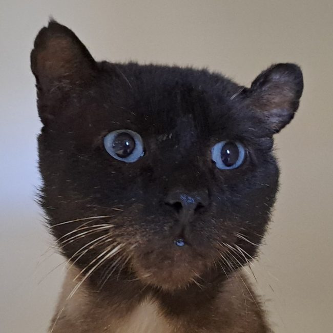 Moka - Chat Européen à adopter