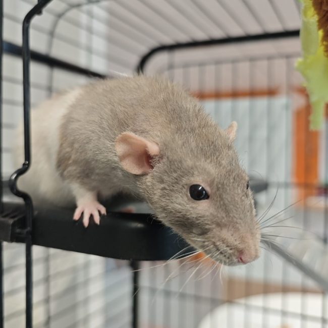 Lolita - Rongeur Rat à adopter