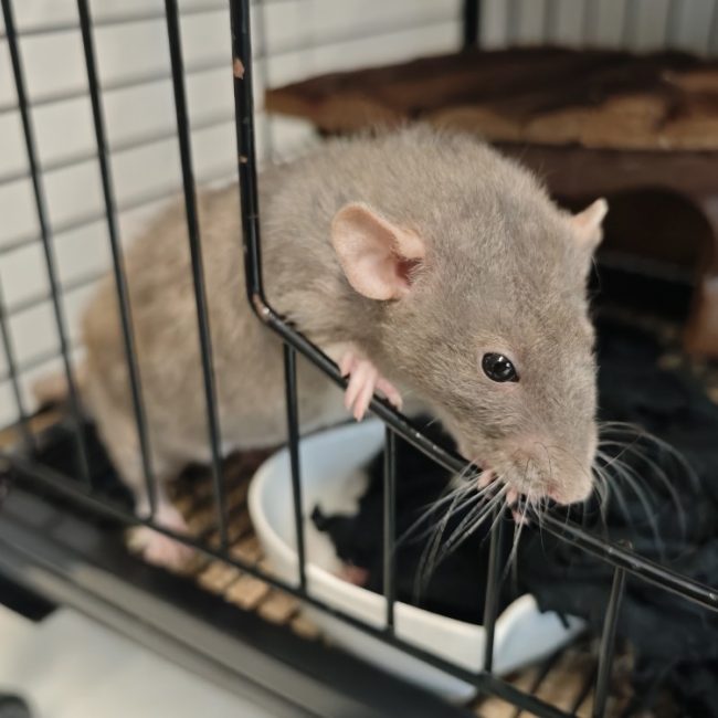 Aurora - Rongeur Rat à adopter