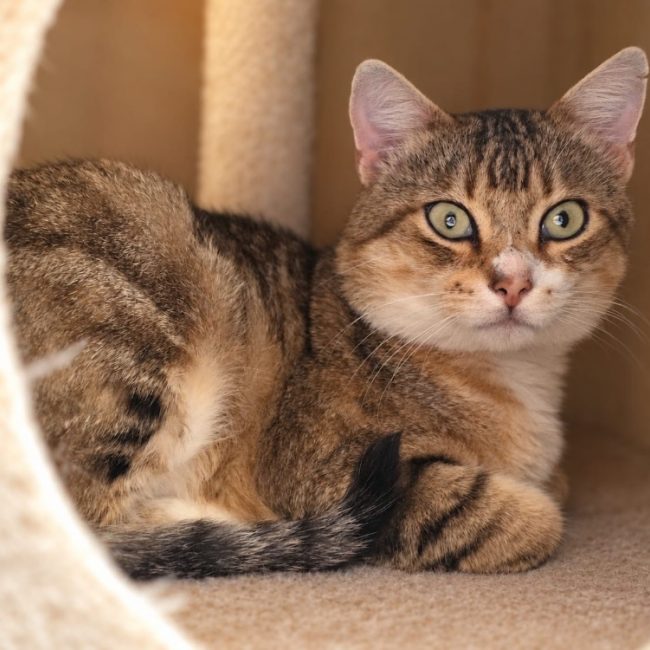Pedro - Chat Européen à adopter