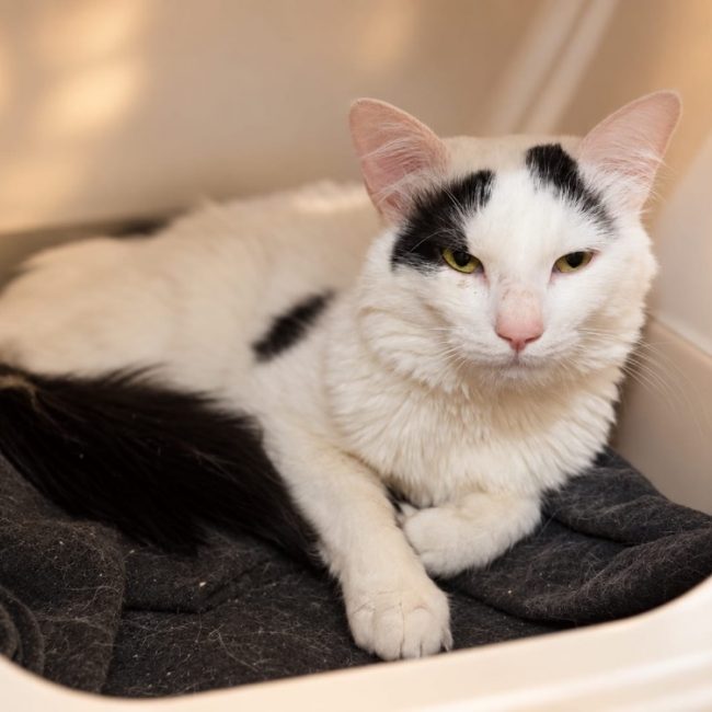 Sancho - Chat Européen à adopter