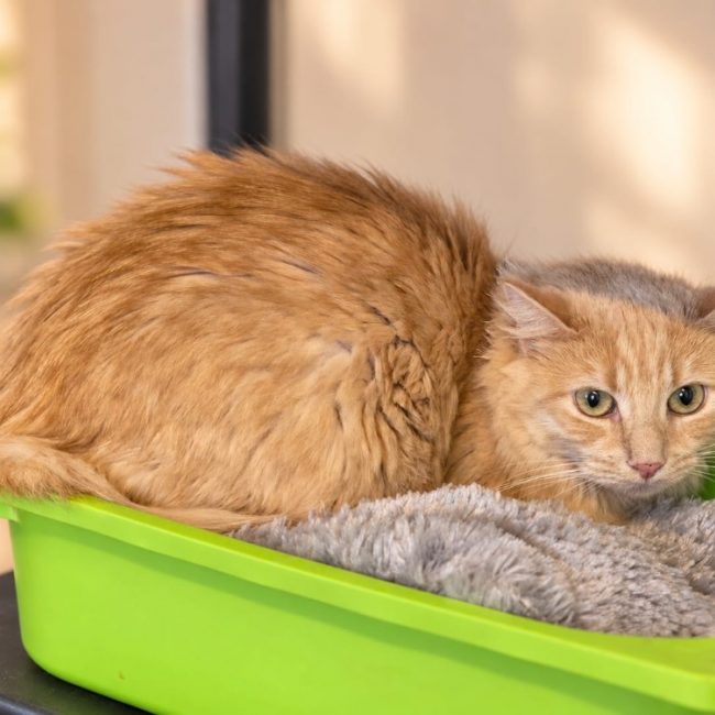 Cookie - Chat Européen à adopter