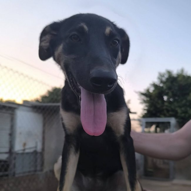 Chocolate - Chien Berger Allemand à adopter
