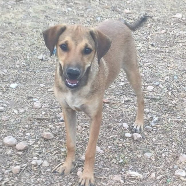 Sandia - Chien à adopter