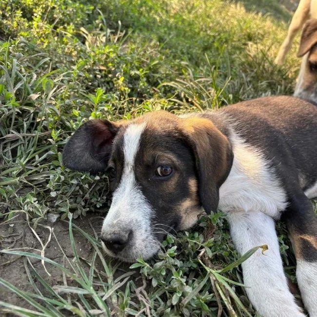 Marty - Chien à adopter