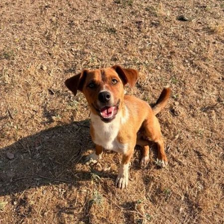 Andom - Chien à adopter