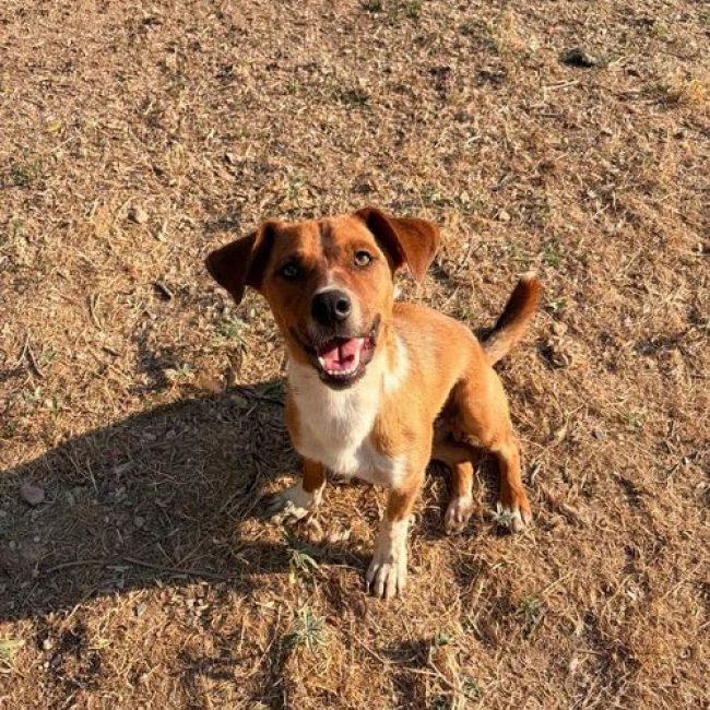 Andom - Chien à adopter