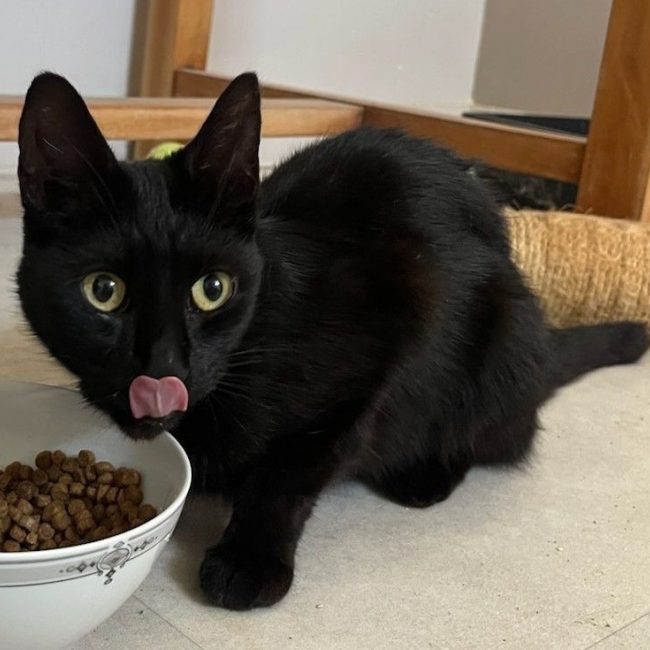 Moon - Chat Européen à adopter