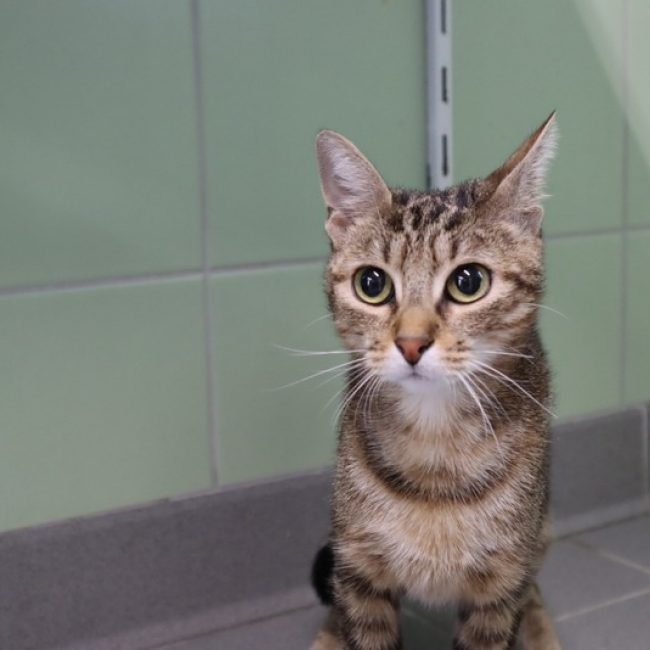 Hazel - Chat Européen à adopter