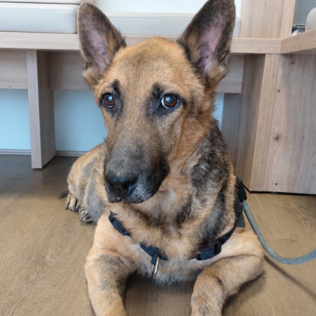 Zack - Chien Berger Allemand à adopter
