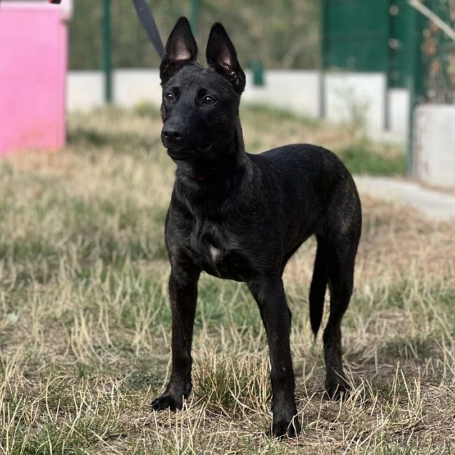 Cora - Chien à adopter