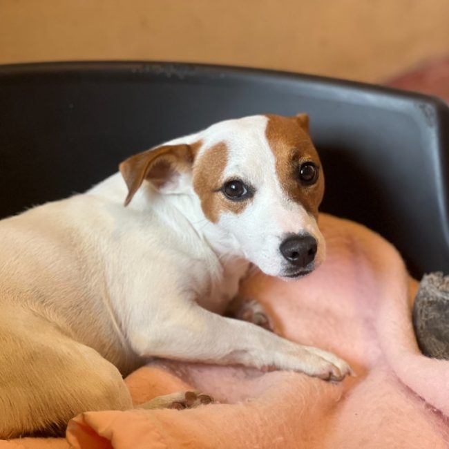 Aiko - Chien à adopter