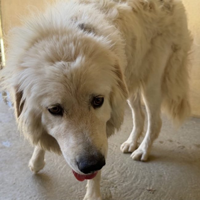 Django - Chien Chien de montagne des Pyrénées à adopter
