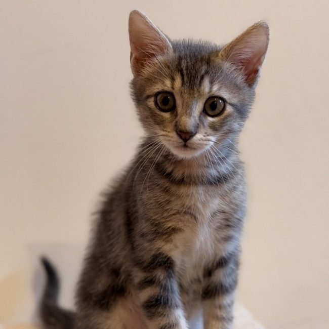 Liam - Chat Européen à adopter
