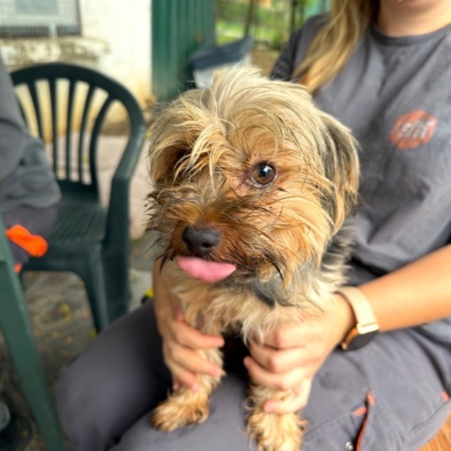 Jackson - Chien Yorkshire Terrier à adopter