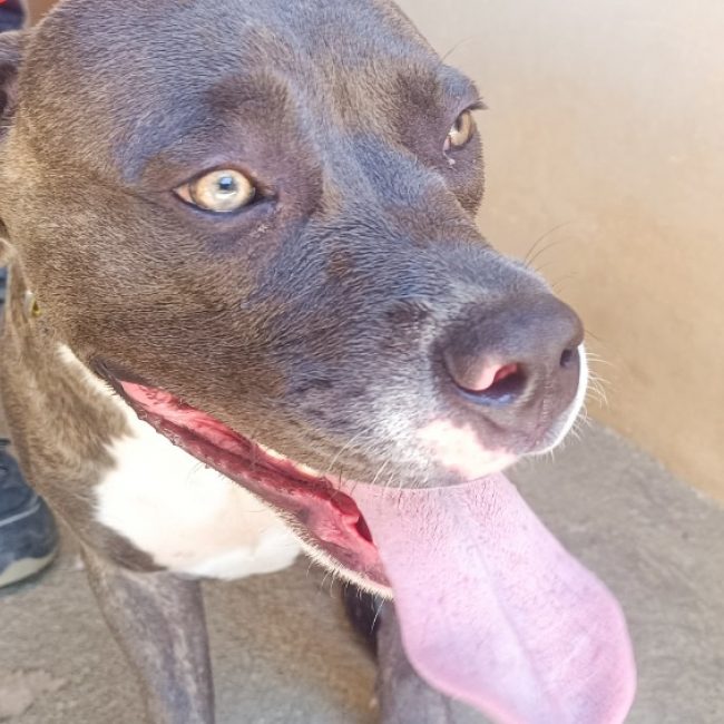 Zoya - Chien à adopter