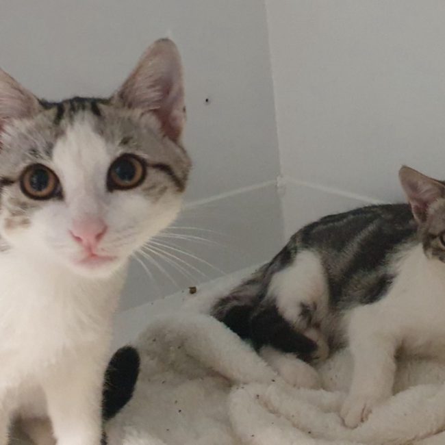 Aout - Chat Européen à adopter