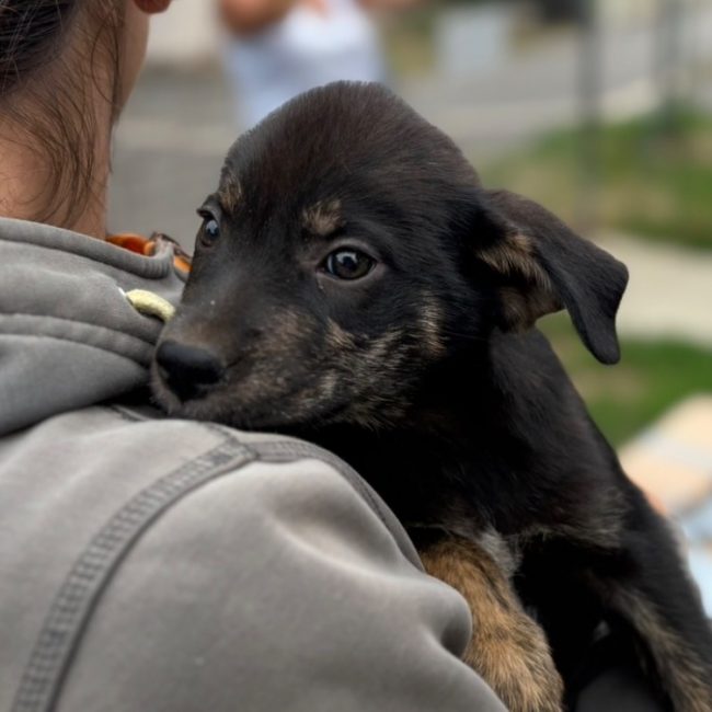 Toadette - Chien à adopter