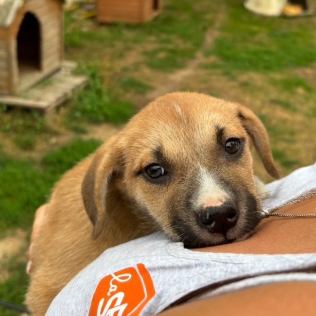 Harmony - Chien à adopter