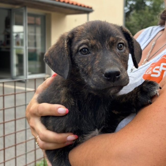 Daisy - Chien à adopter