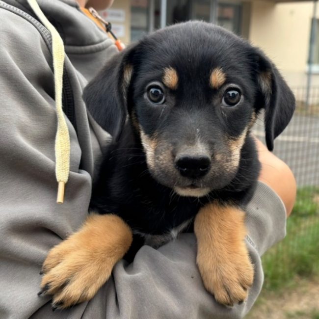 Peach - Chien à adopter