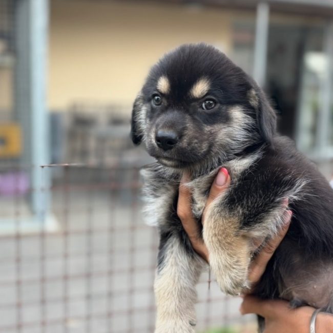 Mario - Chien à adopter