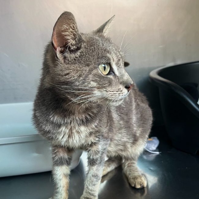 éleste - Chat Européen à adopter