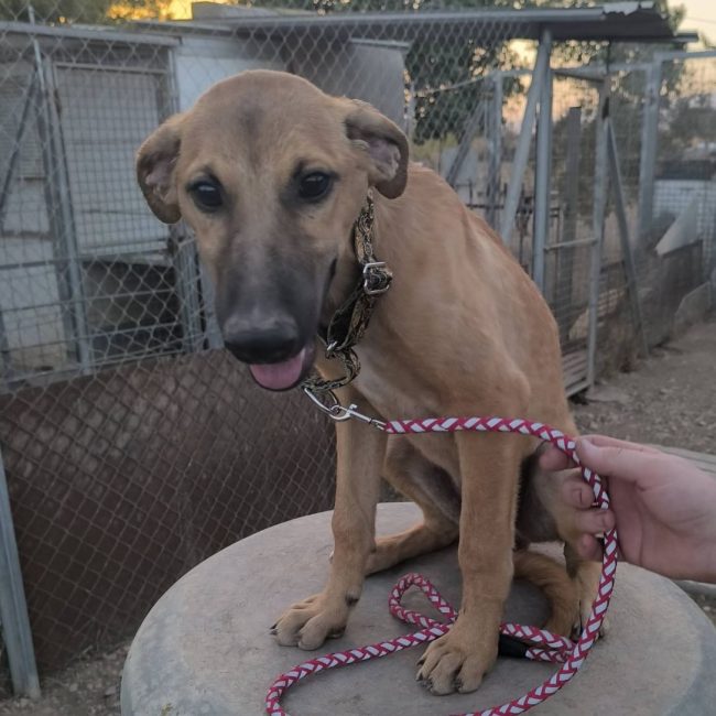 Melón - Chien à adopter