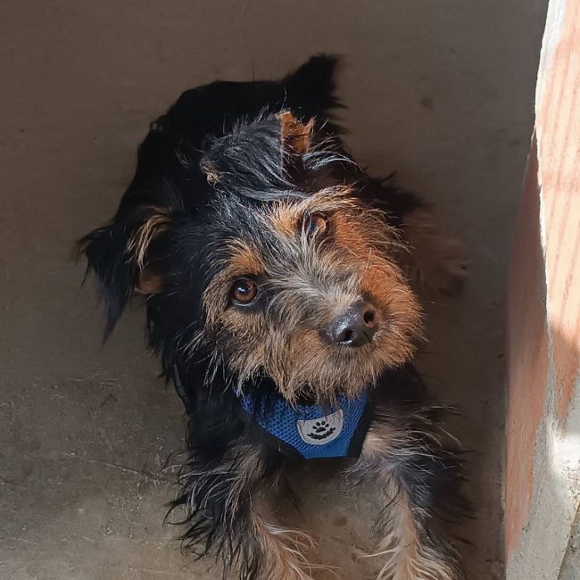 Blas - Chien Teckel x Yorkshire Terrier à adopter