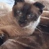 Duchesse