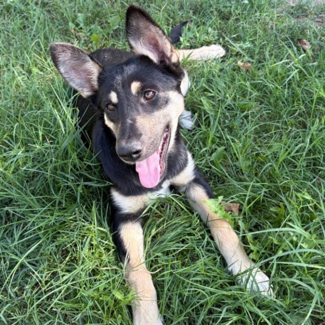 LESSIE - Chien à adopter