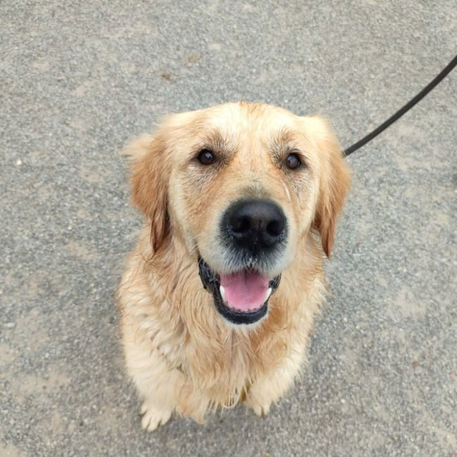 Jambon - Chien à adopter