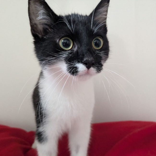 Coco